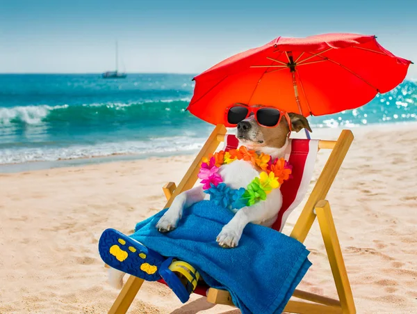 Siesta cão na cadeira de praia — Fotografia de Stock