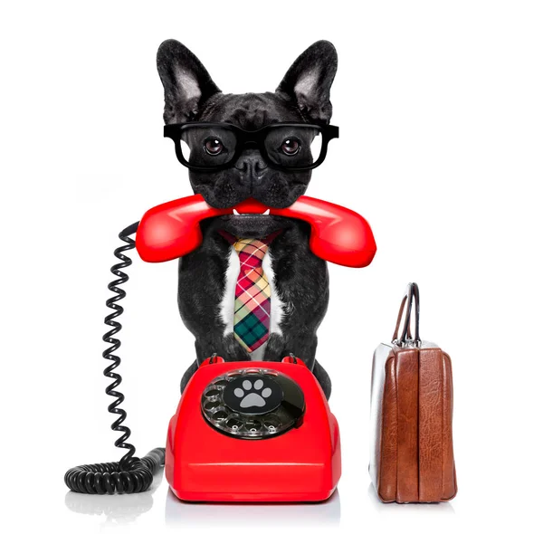 Cão no telefone — Fotografia de Stock