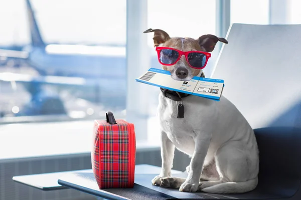 Cão no terminal do aeroporto em férias — Fotografia de Stock
