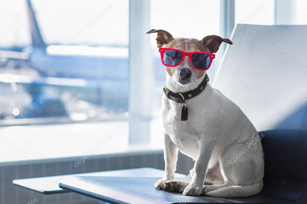 dog in airport terminal on vacation