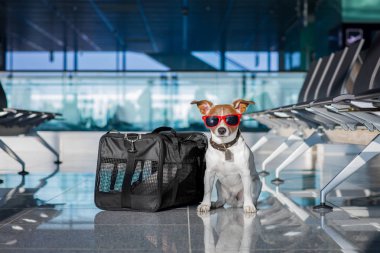 köpek havaalanında tatile terminal