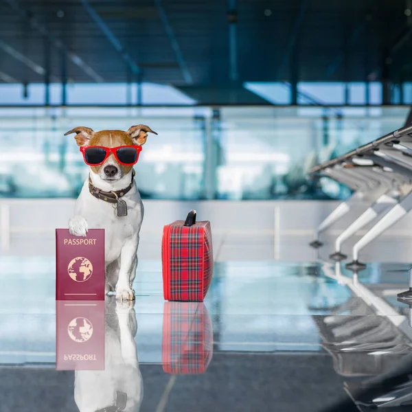Cão no terminal do aeroporto em férias — Fotografia de Stock