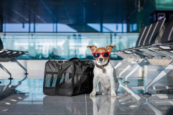 Собака в терміналі аеропорту у відпустці — стокове фото
