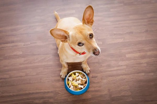 Hungry dog with food bowl — Stock Photo, Image