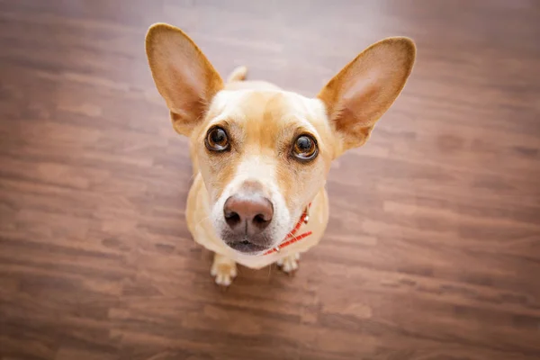 Dog    waits for owner — Stock Photo, Image