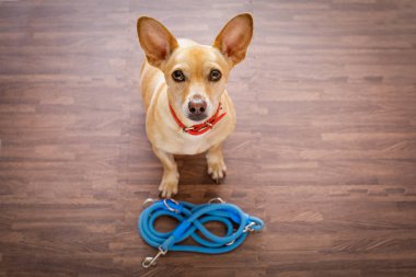 dog   with leash waits for a walk  clipart