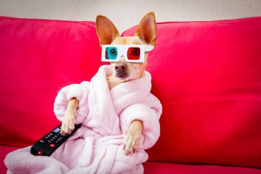 kanepede televizyon izlerken köpek 