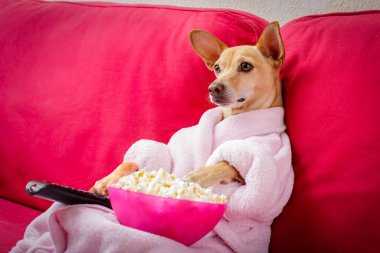 dog watching tv on the couch  clipart