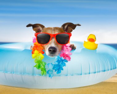 plaj ve okyanus hava yatağı ile köpek