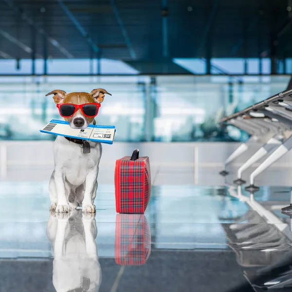 Cão no terminal do aeroporto em férias — Fotografia de Stock