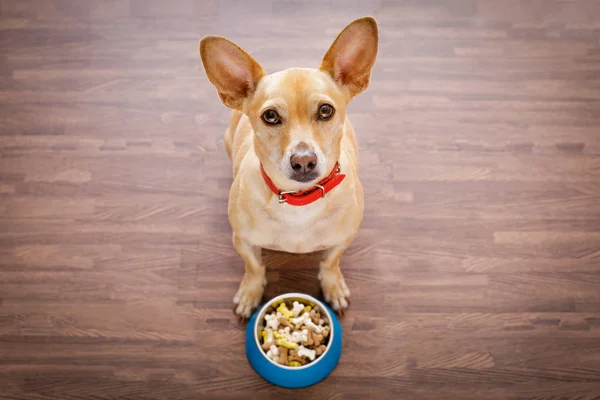 Cane affamato con ciotola di cibo — Foto Stock