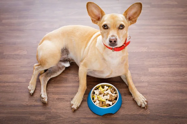 Perro hambriento con tazón de comida — Foto de Stock