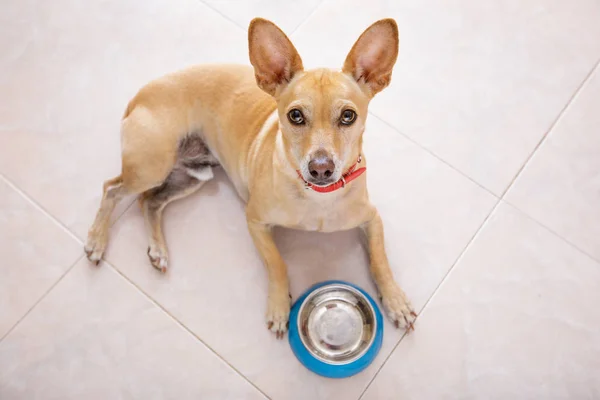Perro hambriento con tazón de comida —  Fotos de Stock