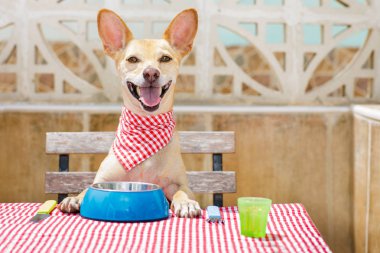 köpek yemek bir gıda kase ile tablo 