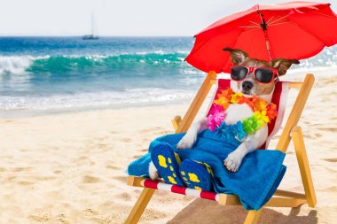 köpek siesta plaj sandalyesi üzerinde 