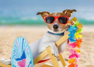 köpek siesta plaj sandalyesi üzerinde 