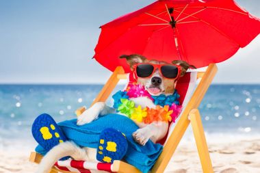 köpek siesta plaj sandalyesi üzerinde 