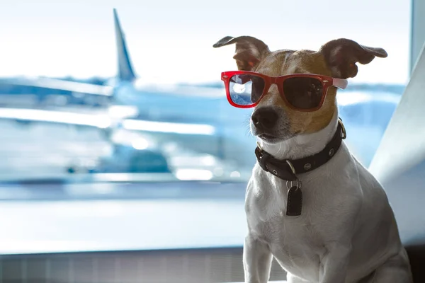 Hund i flygplats terminal på semester — Stockfoto