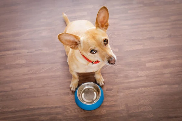 Honger hond met etensbak — Stockfoto