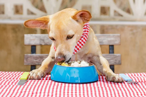 食べる犬、フードボウルを持つテーブル — ストック写真