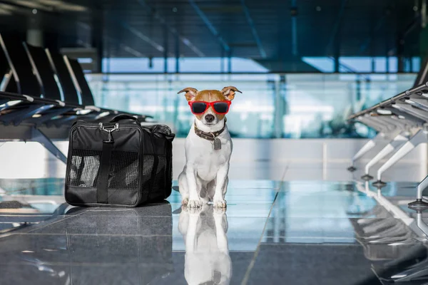 Perro en terminal del aeropuerto de vacaciones — Foto de Stock