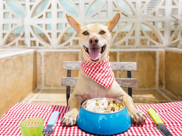 Cão comendo uma mesa com tigela de comida — Fotografia de Stock