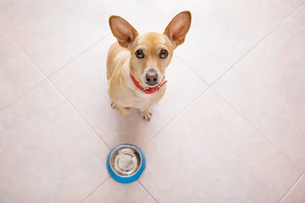 Hungry dog with food bowl — Stock Photo, Image