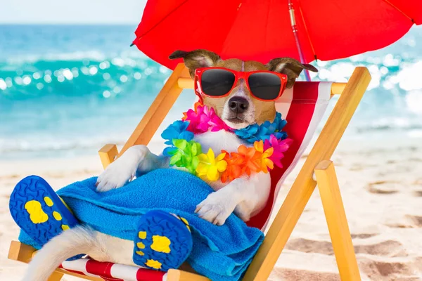 Hund siesta på strandstol — Stockfoto