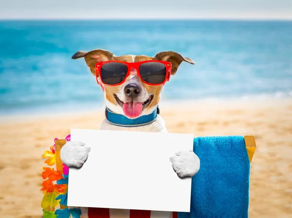 Hond siësta op de strandstoel — Stockfoto