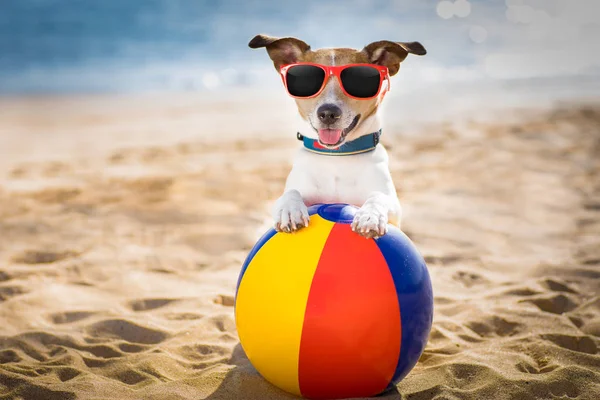 Hond op het strand en de oceaan met kunststof kogel — Stockfoto