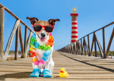 plaj ve okyanus Plastik ördek köpeğe 