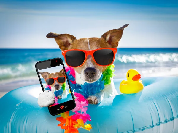 Chien à la plage et l'océan avec matelas gonflable — Photo