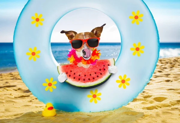 Cão na praia e oceano com colchão de ar — Fotografia de Stock