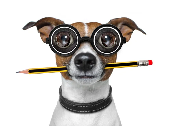 Hund med blyertspenna på kontoret — Stockfoto