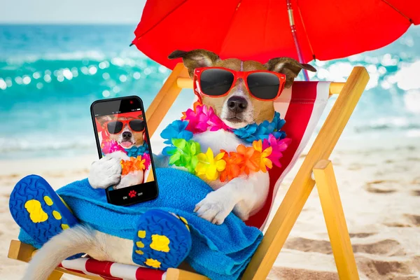 Sieste pour chien sur chaise de plage — Photo