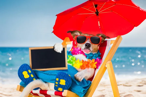 Собака сиеста на пляжном шезлонге — стоковое фото