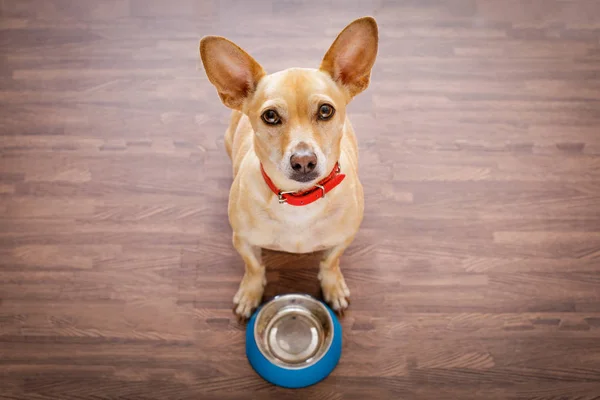 Cão com fome com tigela de comida — Fotografia de Stock