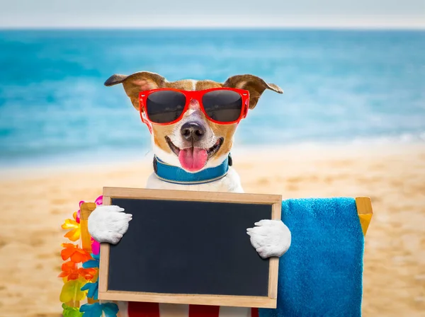 Собака Сієста на пляжному кріслі — стокове фото