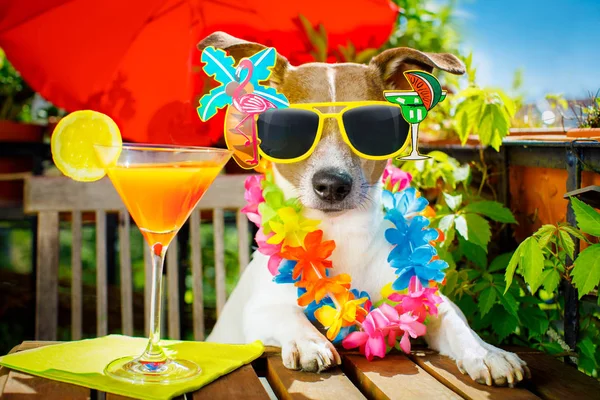 Cocktail bebida cão férias de verão na varanda — Fotografia de Stock