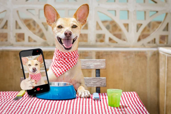 Hond selfie en honger — Stockfoto