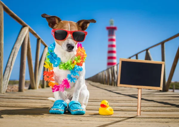 Pes na pláž a oceán s plastovou kachna — Stock fotografie