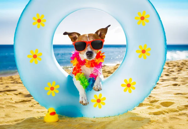 Pies na plażę i ocean z dmuchany materac — Zdjęcie stockowe
