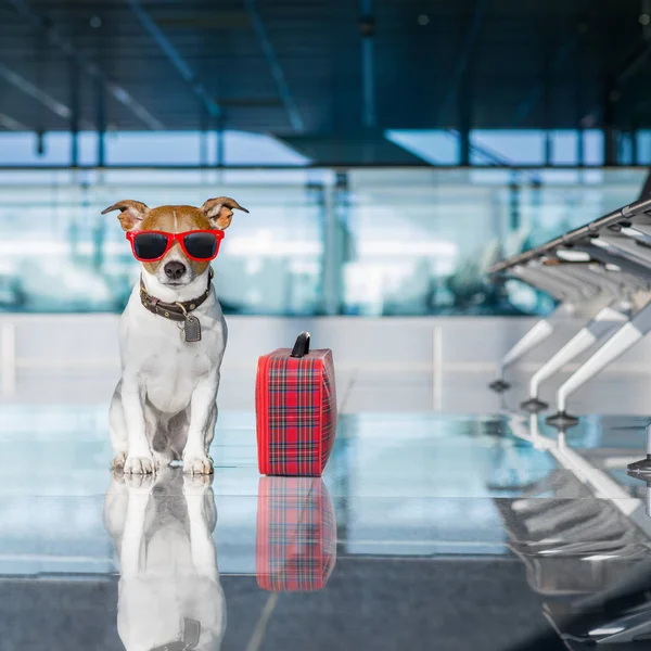 Köpek havaalanında tatile terminal — Stok fotoğraf