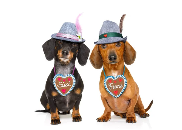 Bavarian beer dachshund saucisse chiens, couple de deux — Photo