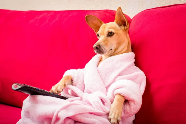 Cão assistindo tv no sofá — Fotografia de Stock