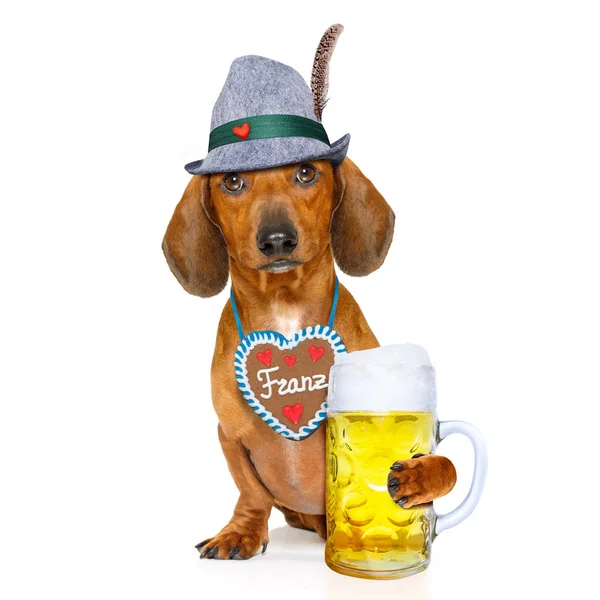 Bavarian beer dachshund sausage dog — Stock Photo, Image