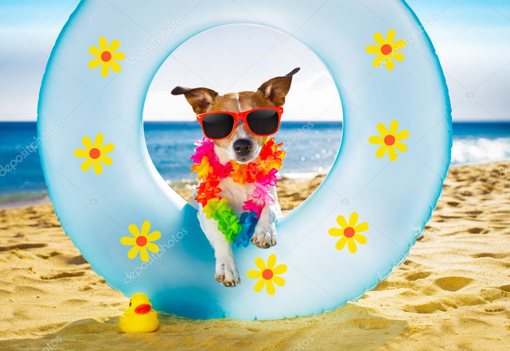 dog at the beach and ocean with air mattress