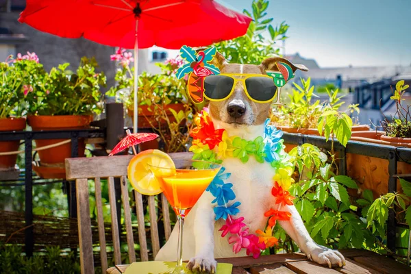 Cocktail trinken Hund Sommerurlaub Urlaub auf Balkon — Stockfoto
