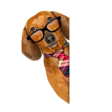 Office çalışan patron köpek