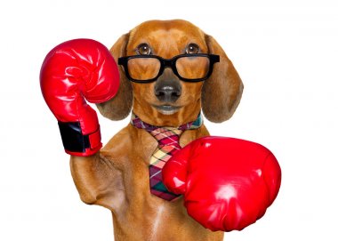 Dachshund sosis köpek boks patron olarak